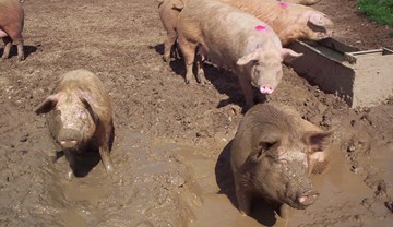 Pigs in a wallow covered in mud